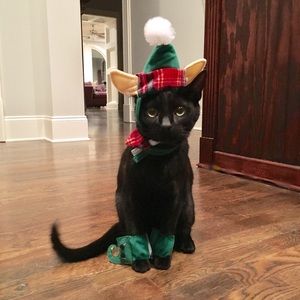elf costume cat